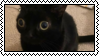 black cat